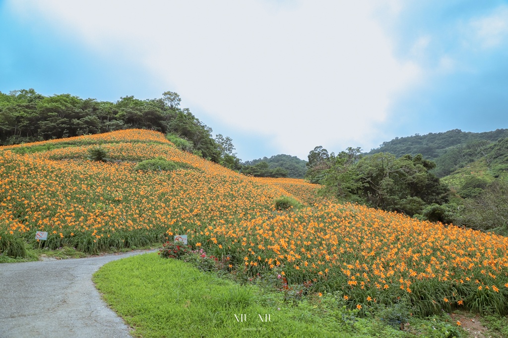 知本天山農場｜台東隱藏版景點，金針花海盛開宛如金黃地毯鋪滿整片，賞花吃花喝茶一次滿足