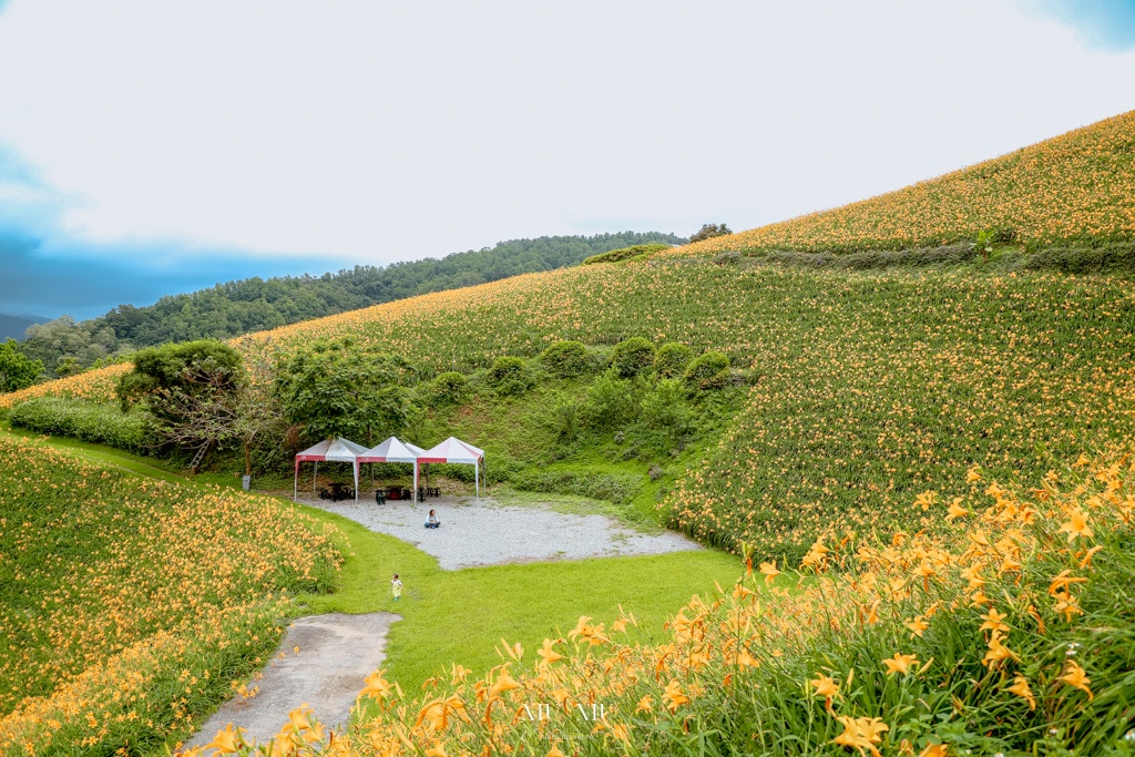 知本天山農場｜台東隱藏版景點，金針花海盛開宛如金黃地毯鋪滿整片，賞花吃花喝茶一次滿足