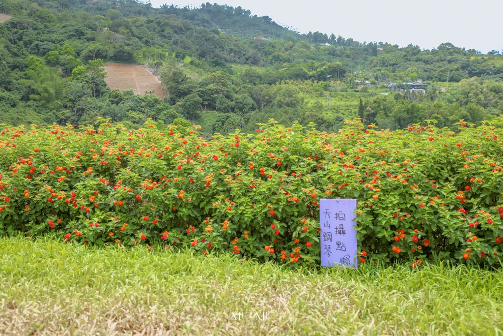 知本天山農場｜台東隱藏版景點，金針花海盛開宛如金黃地毯鋪滿整片，賞花吃花喝茶一次滿足