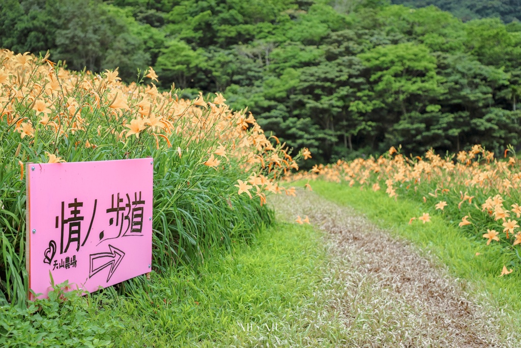 知本天山農場｜台東隱藏版景點，金針花海盛開宛如金黃地毯鋪滿整片，賞花吃花喝茶一次滿足