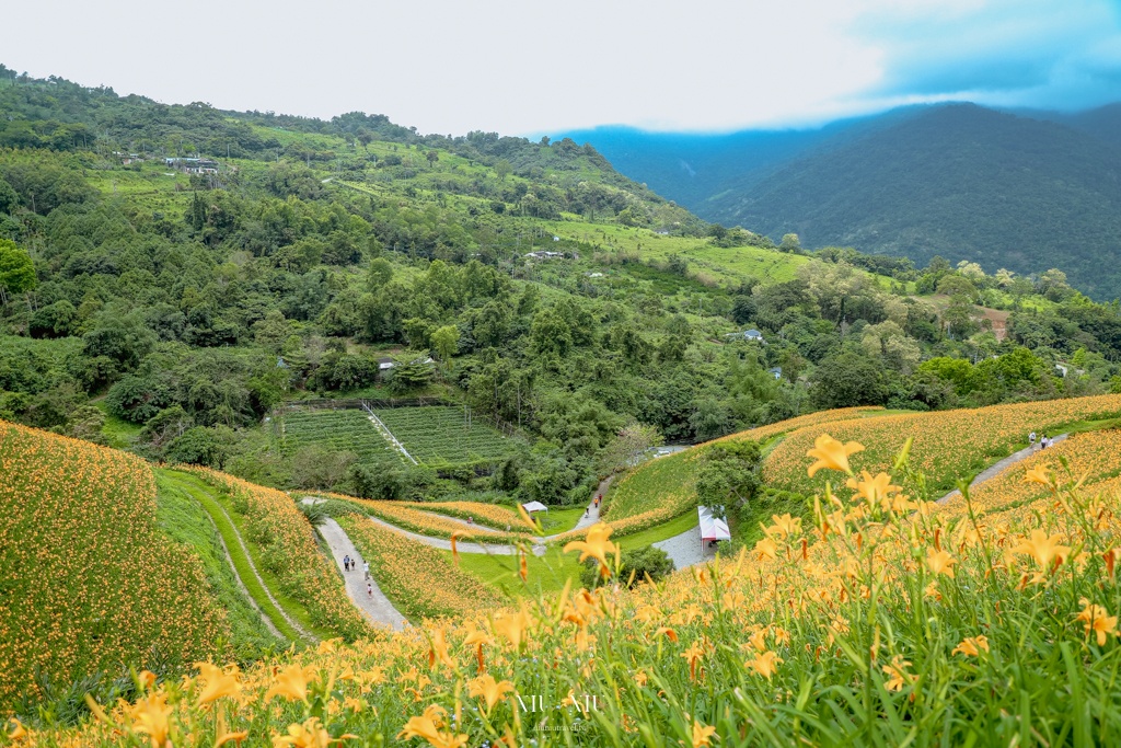 知本天山農場｜台東隱藏版景點，金針花海盛開宛如金黃地毯鋪滿整片，賞花吃花喝茶一次滿足