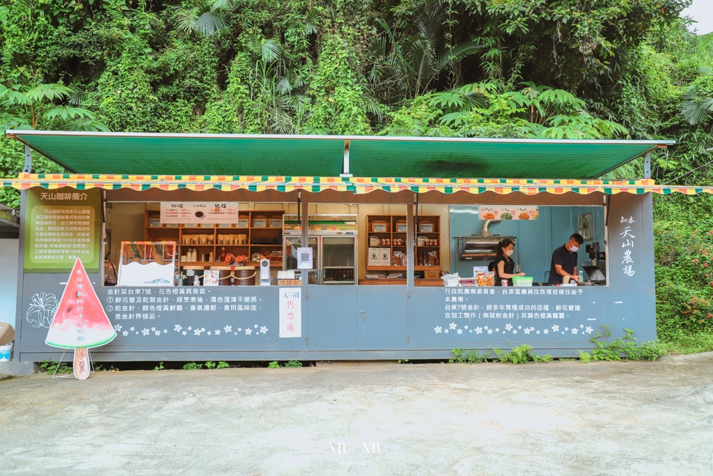 知本天山農場｜台東隱藏版景點，金針花海盛開宛如金黃地毯鋪滿整片，賞花吃花喝茶一次滿足