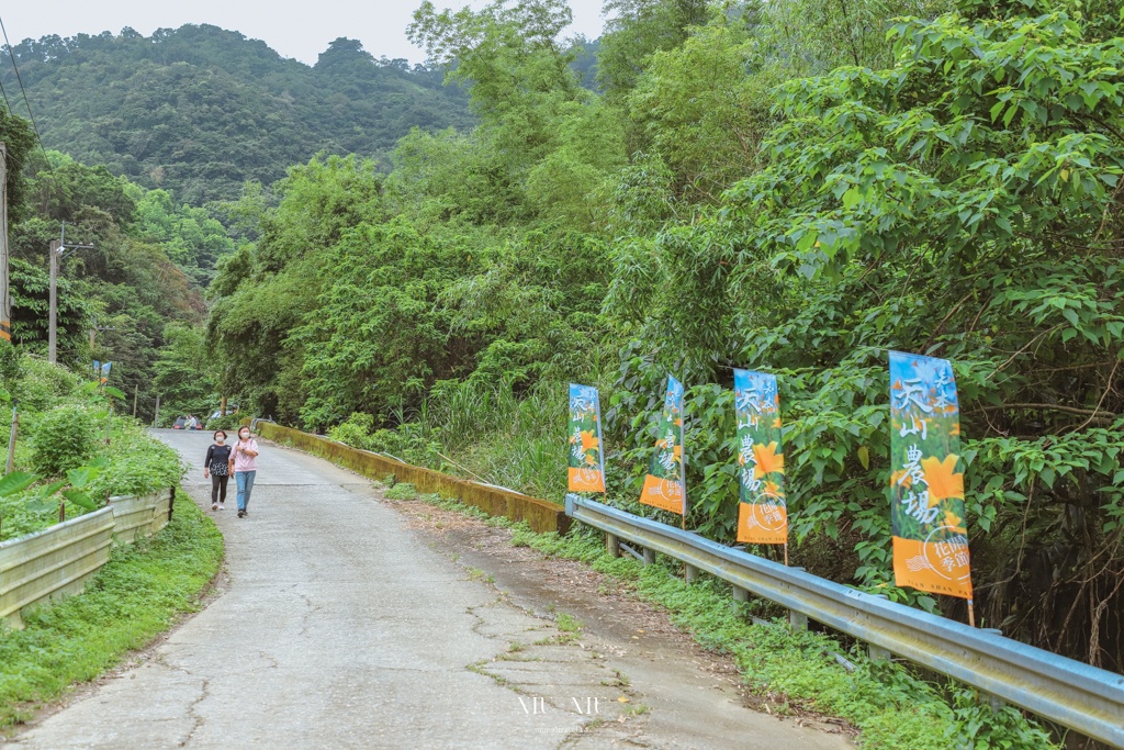 知本天山農場｜台東隱藏版景點，金針花海盛開宛如金黃地毯鋪滿整片，賞花吃花喝茶一次滿足