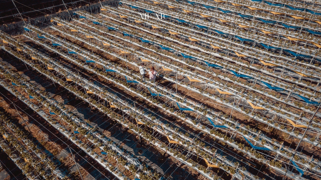 南投住宿推薦｜台一生態休閒農場(楓樺台一渡假村)：住進萬坪森林系落羽松秘境，享限量採草莓、蔬菜，體驗農夫採果樂趣