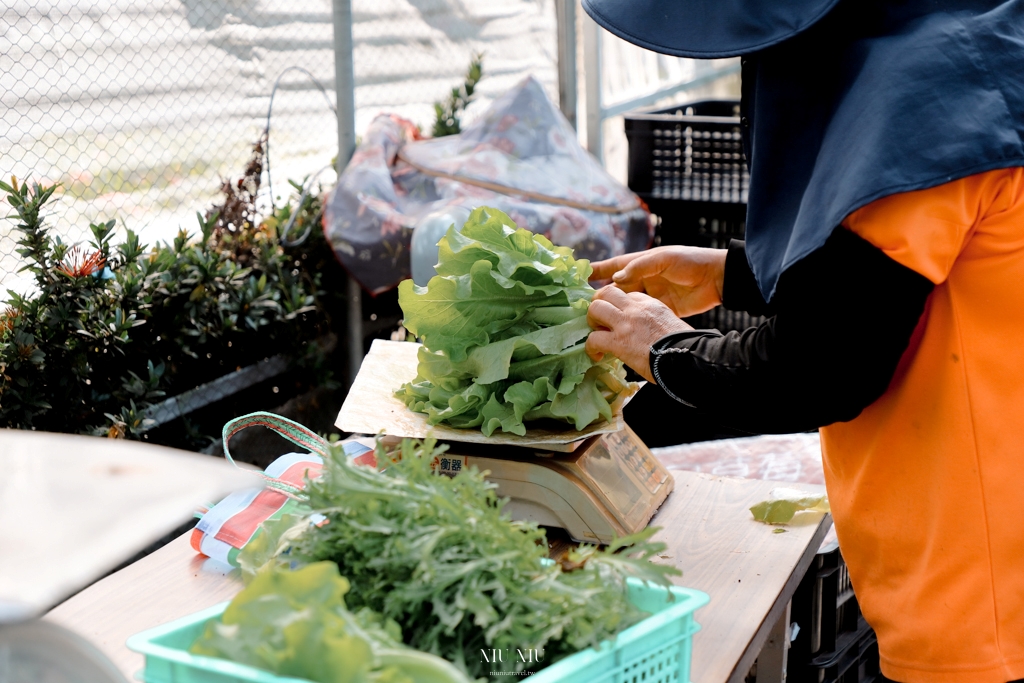 南投住宿推薦｜台一生態休閒農場(楓樺台一渡假村)：住進萬坪森林系落羽松秘境，享限量採草莓、蔬菜，體驗農夫採果樂趣