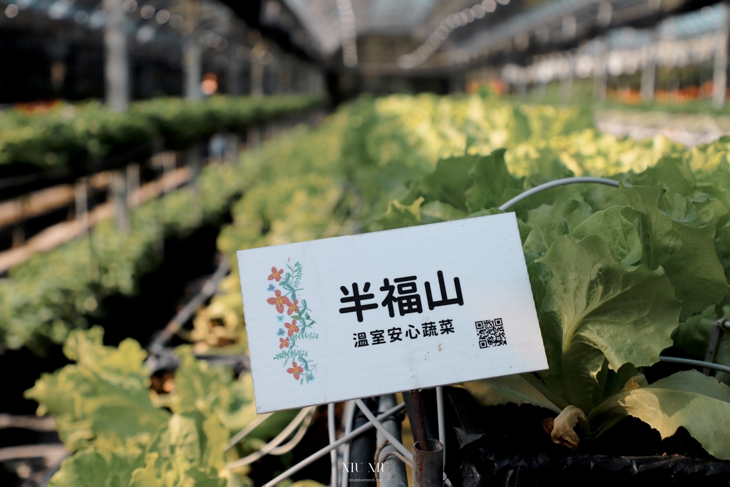 南投住宿推薦｜台一生態休閒農場(楓樺台一渡假村)：住進萬坪森林系落羽松秘境，享限量採草莓、蔬菜，體驗農夫採果樂趣