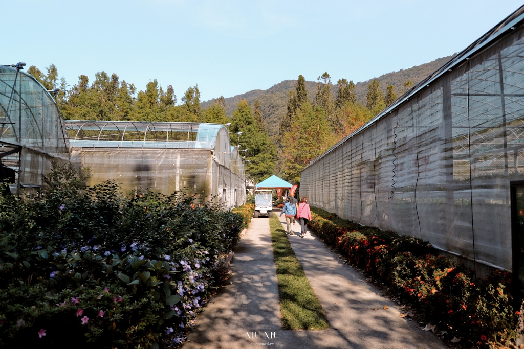 南投住宿推薦｜台一生態休閒農場(楓樺台一渡假村)：住進萬坪森林系落羽松秘境，享限量採草莓、蔬菜，體驗農夫採果樂趣