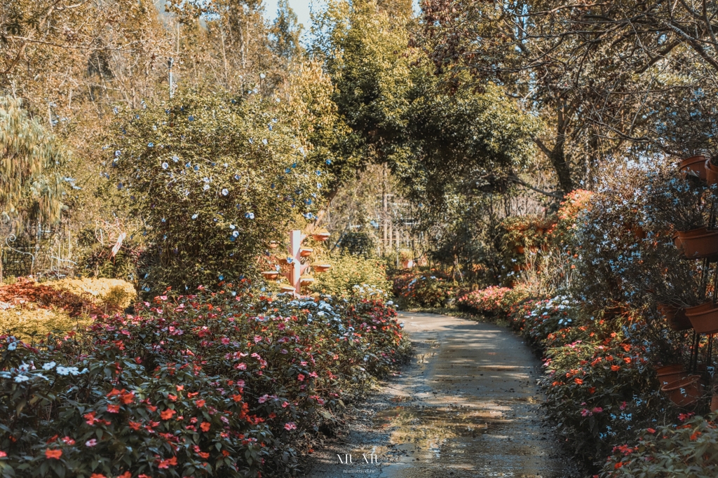 南投住宿推薦｜台一生態休閒農場(楓樺台一渡假村)：住進萬坪森林系落羽松秘境，享限量採草莓、蔬菜，體驗農夫採果樂趣