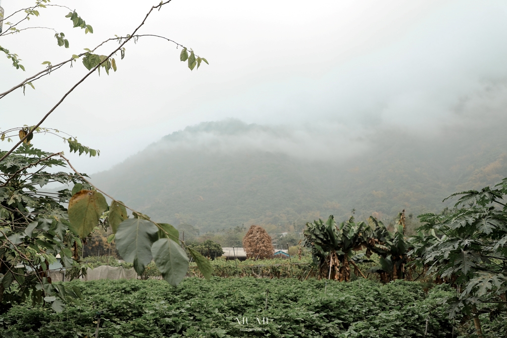 六龜深度之旅｜六龜山茶故事館，順發茶園山茶酸柑茶，蘊藏山林高處的珍貴台灣原生山茶，體驗品茶從這裡開始