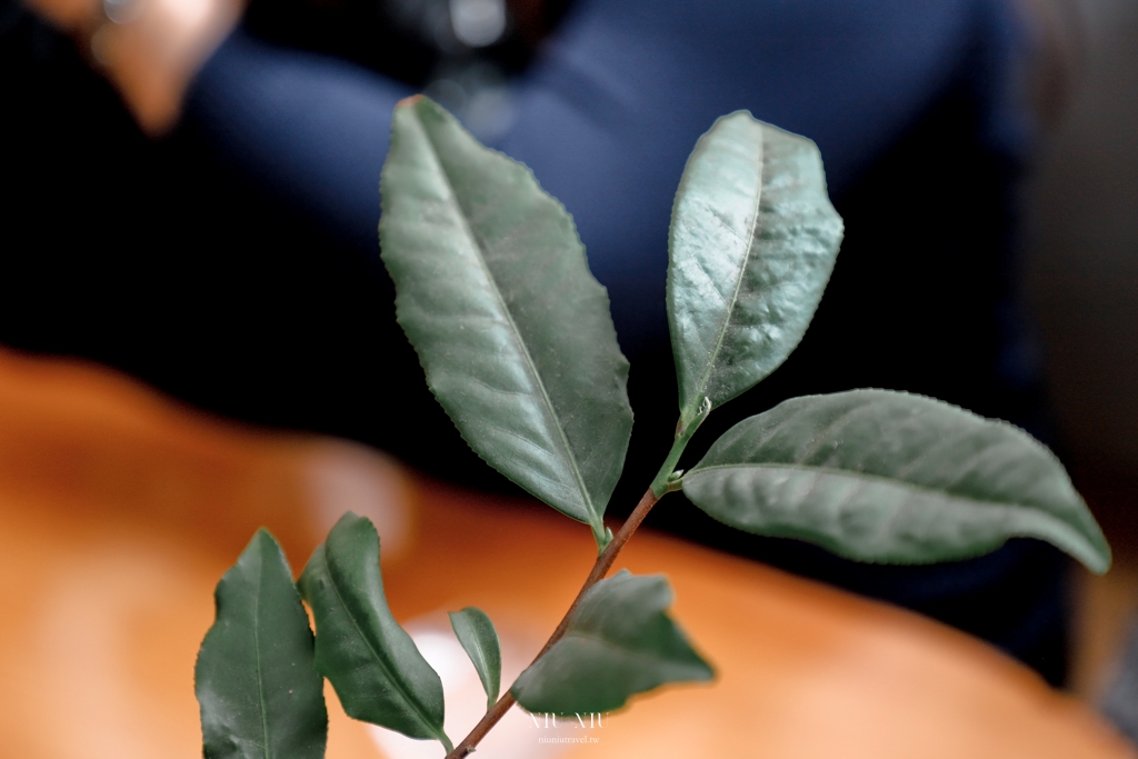 六龜深度之旅｜六龜山茶故事館，順發茶園山茶酸柑茶，蘊藏山林高處的珍貴台灣原生山茶，體驗品茶從這裡開始