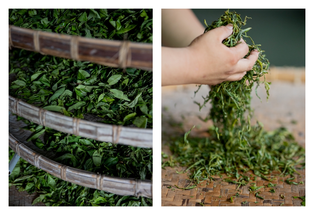 六龜深度之旅｜六龜山茶故事館，順發茶園山茶酸柑茶，蘊藏山林高處的珍貴台灣原生山茶，體驗品茶從這裡開始