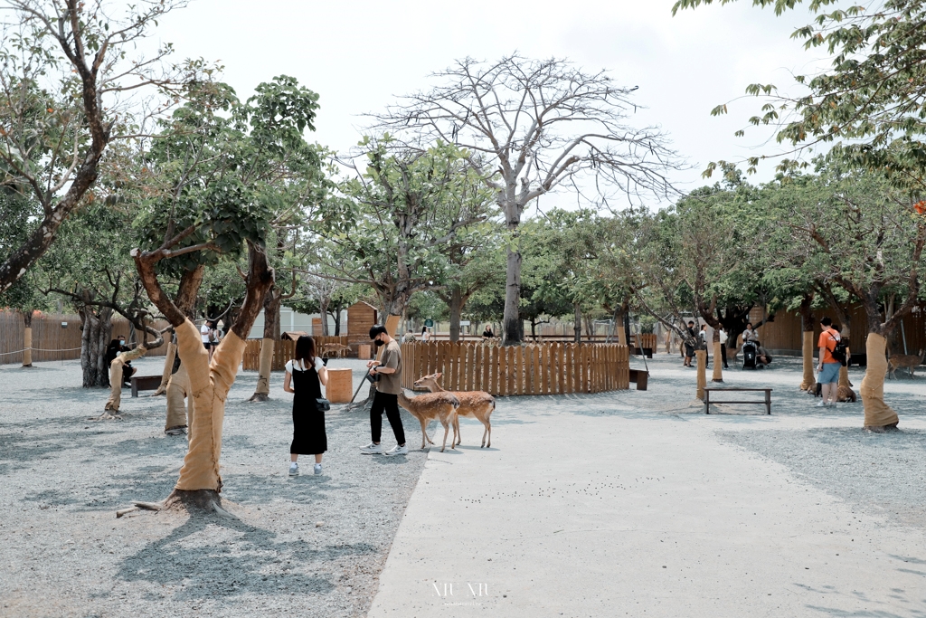 鹿境梅花鹿生態園區｜墾丁最夯的親子景點半日遊，零距離撫摸梅花鹿，還有超萌的水豚君