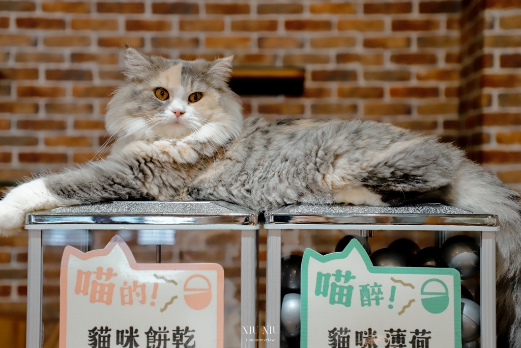 台南貓咪咖啡廳｜都在貓咪旅館，歡迎來到吸貓、撸貓世界，還有茶點、餅乾及冰淇淋可以吃到飽