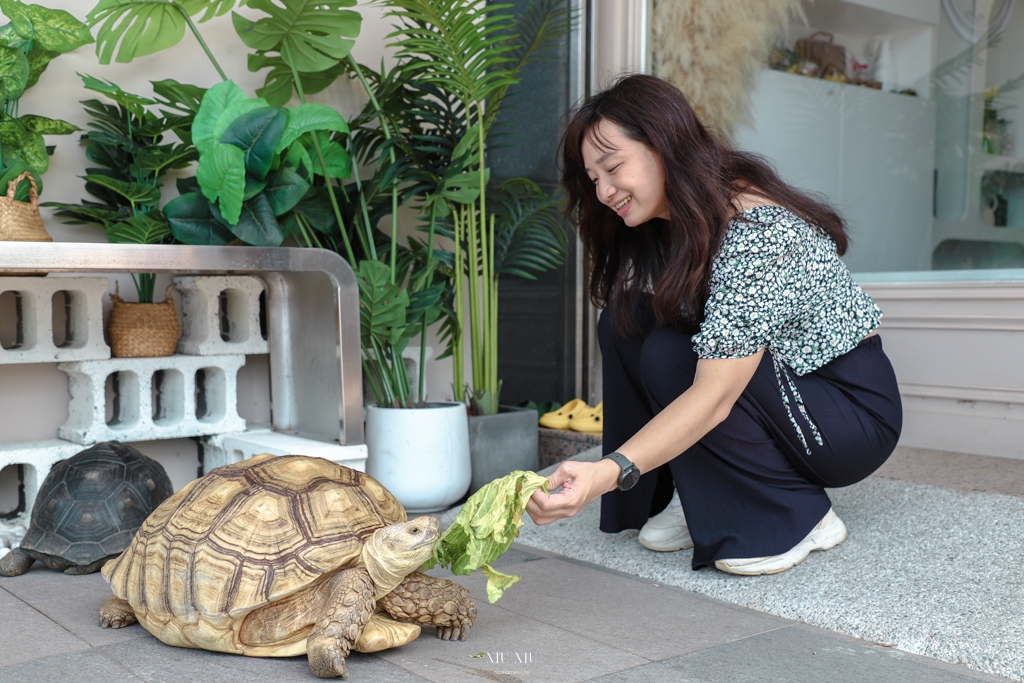 台南新開幕貓咪咖啡廳｜財閥家的公子貓，不僅只有超過20隻以上的貓咪任你擼整天，還有超萌的狐獴能近距離互動，多款韓式服飾包包及貓咪文創週邊商品可以逛