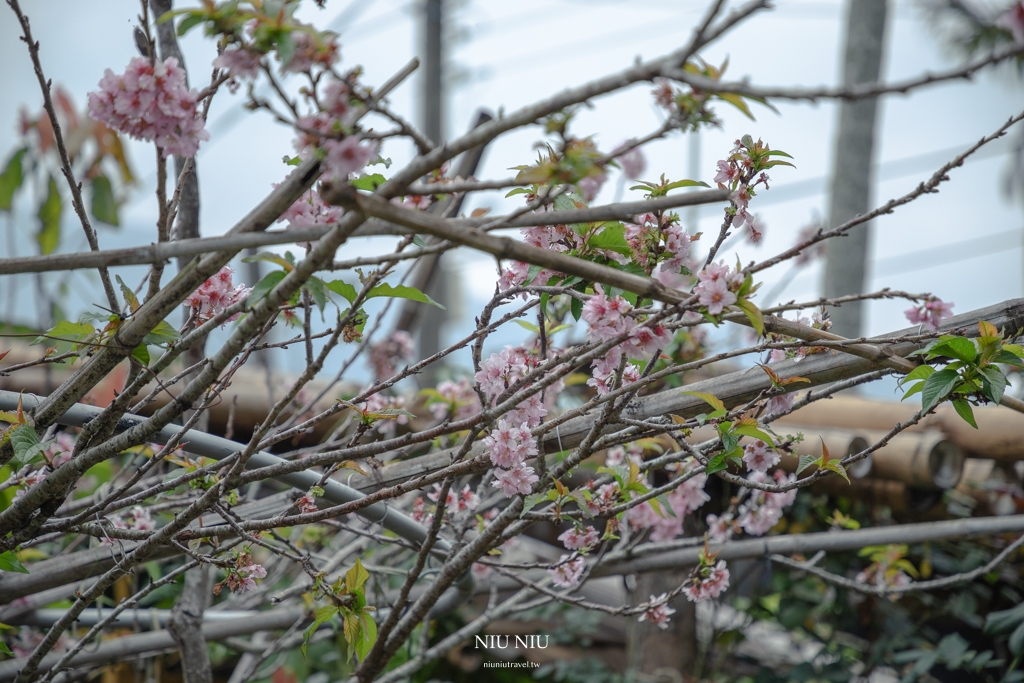 屏東霧台一日遊｜神山部落廚藝學校永續遊程，魯凱族服體驗/大地共食風味餐/天然蜂蠟布手作體驗/傳統文化體驗/神山瀑布巡禮，深入部落旅遊新玩法