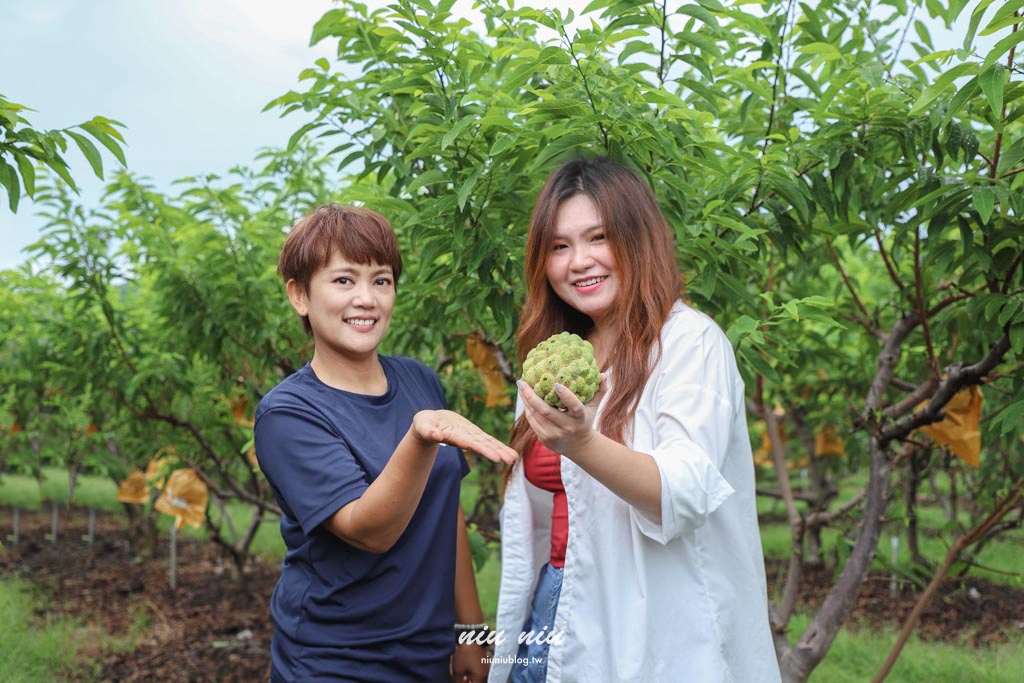 台東釋迦推薦｜太麻里美鳳釋迦人氣爆棚專賣店，網路直播現採現寄，明天立馬收到！把握台東大目釋迦當季的好滋味