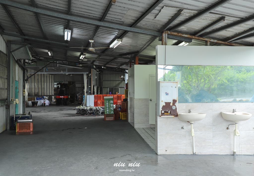 台東釋迦推薦｜太麻里美鳳釋迦人氣爆棚專賣店，網路直播現採現寄，明天立馬收到！把握台東大目釋迦當季的好滋味