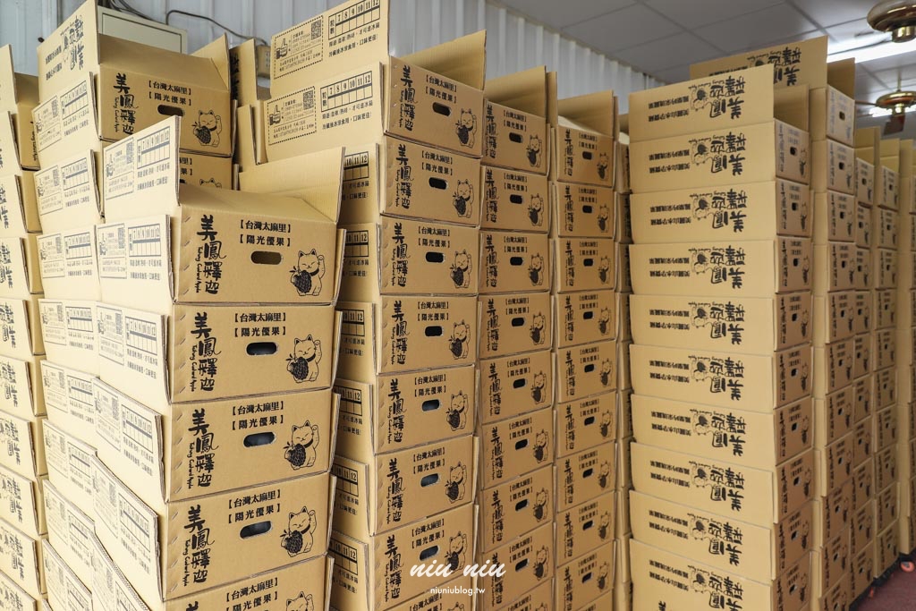 台東釋迦推薦｜太麻里美鳳釋迦人氣爆棚專賣店，網路直播現採現寄，明天立馬收到！把握台東大目釋迦當季的好滋味