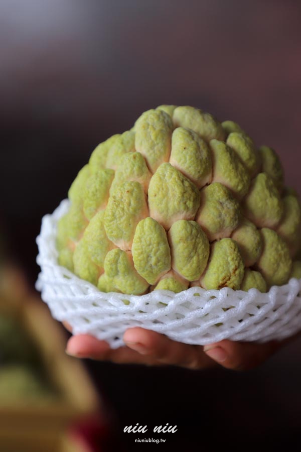 台東釋迦推薦｜太麻里美鳳釋迦人氣爆棚專賣店，網路直播現採現寄，明天立馬收到！把握台東大目釋迦當季的好滋味