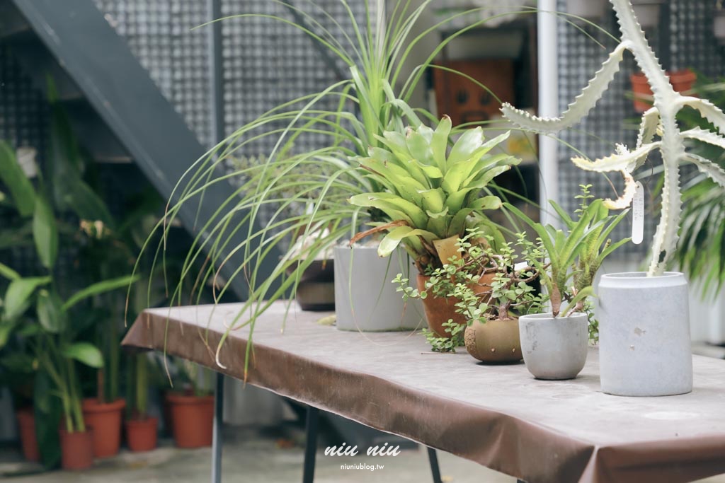 台東早午餐推薦｜草民Tsao Min：空軍眷村老宅改造的綠色空間，被植物包圍的療癒餐廳