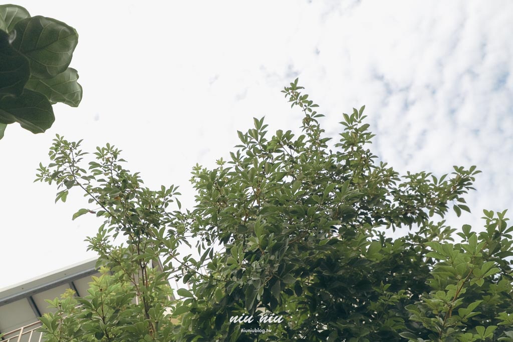 台東早午餐推薦｜草民Tsao Min：空軍眷村老宅改造的綠色空間，被植物包圍的療癒餐廳