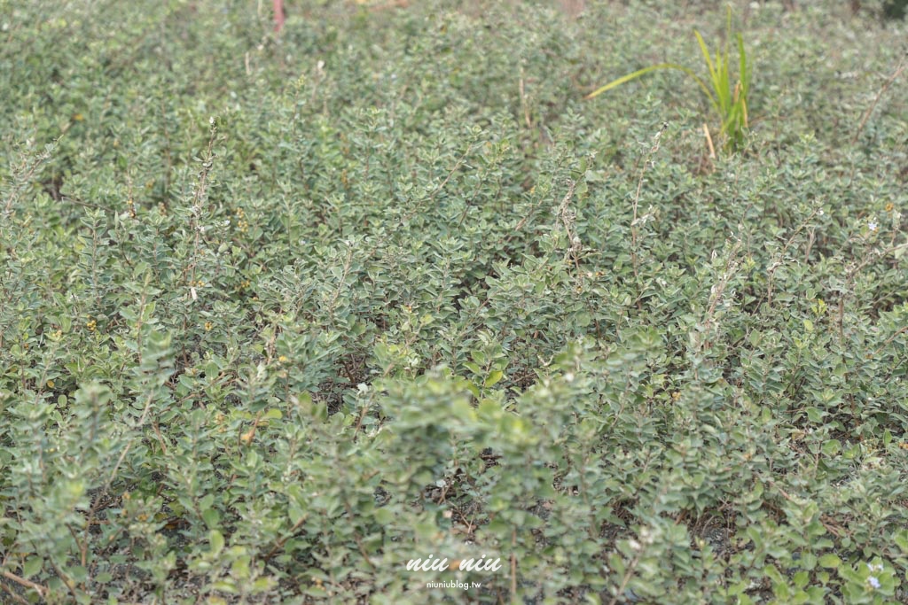 台東慢旅新玩法｜日日南島兩天一夜深度體驗，品味在地早午餐、手作工藝與部落文化之旅