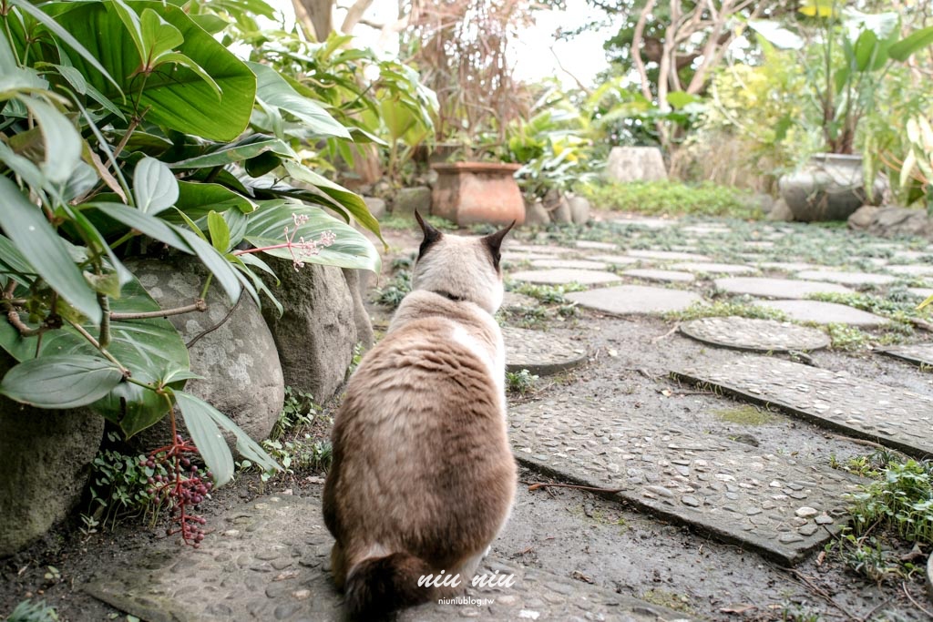 台東沒有地址的咖啡廳｜鯨魚來過，穿越小溪才能抵達小精靈秘境咖啡廳