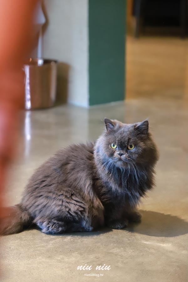 恆春新開幕冰店｜MIU MIU日式刨冰超浮誇！巷弄隱藏版網美冰店，現場還有可愛貓咪可以互動