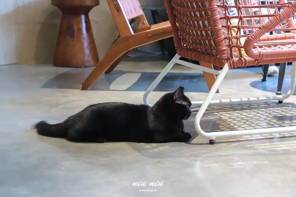 恆春新開幕冰店｜MIU MIU日式刨冰超浮誇！巷弄隱藏版網美冰店，現場還有可愛貓咪可以互動