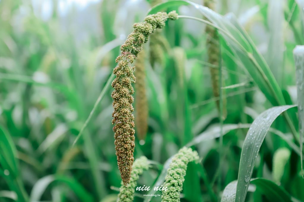 日日南島台東縱谷線遊程｜四條必玩舌尖慢食路線：日出禾作席烙飯糰、秋香坊一夜干、痴愛玉DIY、蓋亞那部落餐桌全攻略