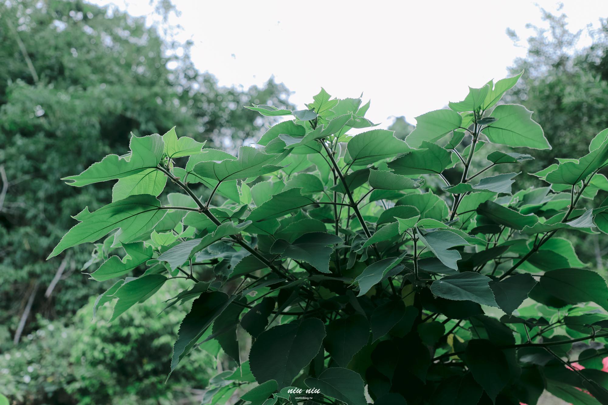 日日南島台東南迴線遊程｜什麼是土坂時間？走進祖靈屋、小米的世界與獵人文化的排灣族日常